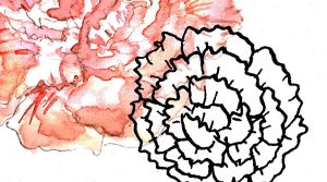 carnations in watercolor and ink