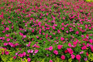 Zhongshe Flower Farm